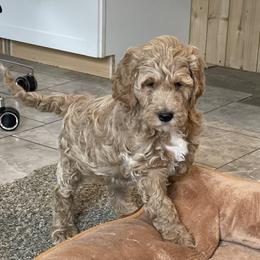 Boy 2 - male Goldendoodle puppy in Sugarcreek, Ohio from True Hearted Doodles