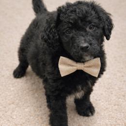 Archie - Black male Goldendoodle puppy in Lisbon, Ohio from Willow Lane Doodles