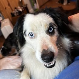 Piper - Miniature Australian Shepherd