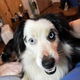Piper - Miniature Australian Shepherd