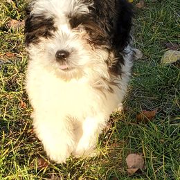Shihpoo Puppies from Mark Melton