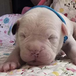Kit Kat - White female American Bulldog puppy in Three Rivers, Michigan from Jemms Kennels