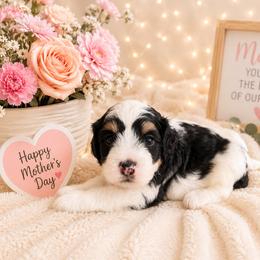 Remy - Tri-color male Bernedoodle puppy in Myrtle Beach, South Carolina from Colorful-K9'S