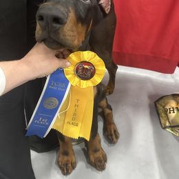 Doberman Pinscher Puppies from Jason Dobermans