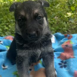 Odin - Black and silver male German Shepherd puppy in Perkasie, Pennsylvania from Twila Ruth Herot