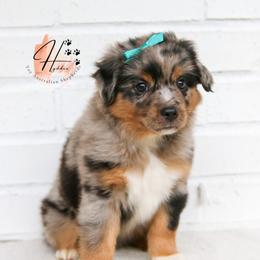 Miniature American Shepherd, Miniature Australian Shepherd, and Toy Australian Shepherd Puppies from Hydden Aussies