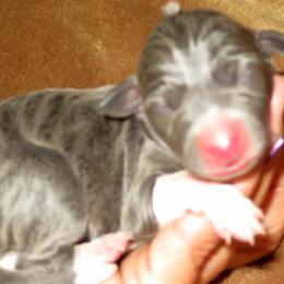 Italian Greyhounds from Quality Italian Greyhounds