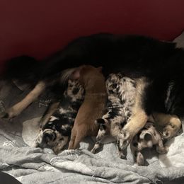 Pomsky Puppies from Michelle's Pomskies