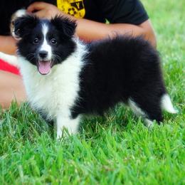 PEBBLES - BI BLACK FEMALE - Black and white female Shetland Sheepdog puppy in Frazeysburg, Ohio from Mountain High Kennels