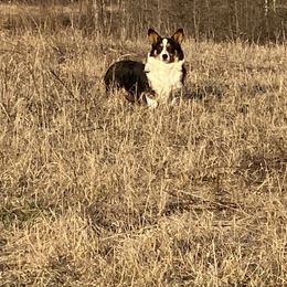 Pembroke Welsh Corgi and Poodle Puppies from Blue Diamond Kennel