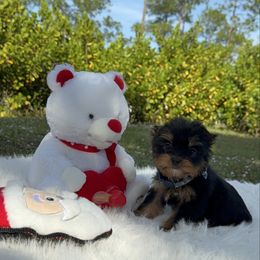 Oliver - Black and gold male Yorkshire Terrier puppy in Naples, Florida from 🤎 Dreaming Puppies 🐶