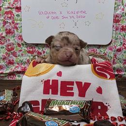 MilkyWay (3000) - Merle female Chihuahua puppy in Tomball, Texas from Katie's Krew