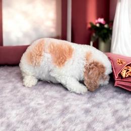 Wyatt - Parti male Poodle puppy in Davie, Florida from Dave Poodles