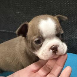 Kimmy - Red female Boston Terrier puppy in Wellington, Ohio from Twist of Faith Farms
