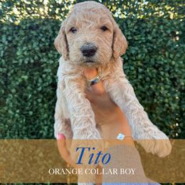 Tito - Apricot male Goldendoodle puppy in Miami, Florida from Kalidoodlee