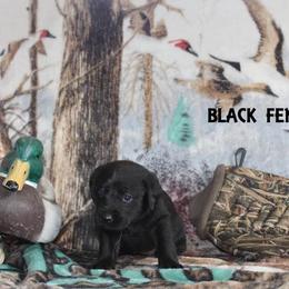 Labrador Retriever Puppies from Copper Creek Outfitters and Kennel