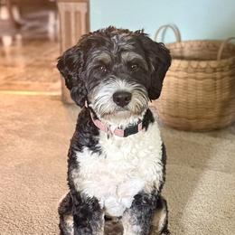 Penny - Bernedoodle