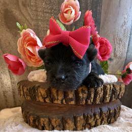 Little Raven - Black and gold female Yorkshire Terrier puppy in Howe, Oklahoma from Ray Holder