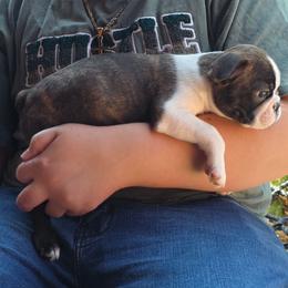 Sam (Male 2) - Black brindle and white male Boston Terrier puppy in Denver, Colorado from Diamonds In The Ruff Boston Terriers