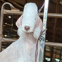 Bedlington Terriers from Little Starz Bedlington
