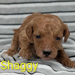 Shaggy - Apricot male Cavapoo puppy in Salem, New Jersey from Dreamy Night Doodles