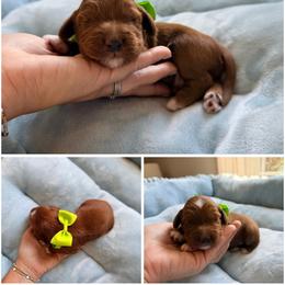 Taffy - Red male Australian Labradoodle puppy in Summerfield, North Carolina from Four Oaks Labradoodles