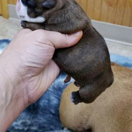 Bulldog and Shetland Sheepdog Puppies from Smooch-A-Bulls English Bulldogs & M&M Shelties