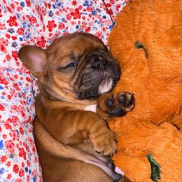 Messi - Fawn male French Bulldog puppy in Spring, Texas from Amanda's French Bulldogs