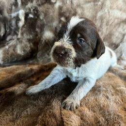 Boy 1 - Wirehaired Pointing Griffon puppy in Jerome, Idaho from Double R Griffons