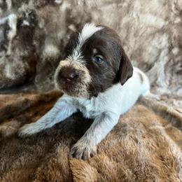 Boy 1 - Wirehaired Pointing Griffon puppy in Jerome, Idaho from Double R Griffons