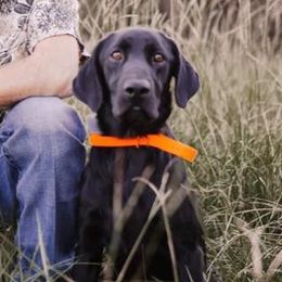 Labrador Retrievers and Poodles from Kounty Line Kennel LLC