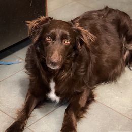 ROSIE BEAU - Australian Shepherd