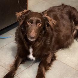 ROSIE BEAU - Australian Shepherd