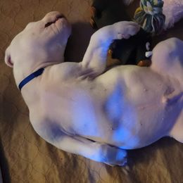 Dogo Argentino Puppies from K&B Southern Oregon Argentino Dogos
