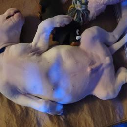 Dogo Argentino Puppies from K&B Southern Oregon Argentino Dogos