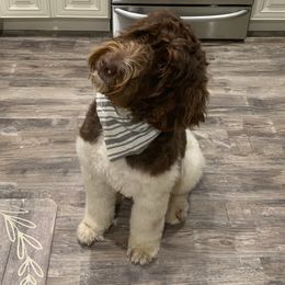 Hank - Labradoodle