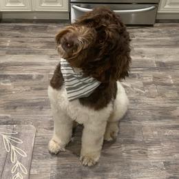 Hank - Labradoodle