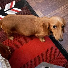 Shawnee - Dachshund
