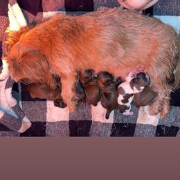 Zydeco - Black white and silver male Shorkie puppy in Delta, Colorado from SATA Kennels