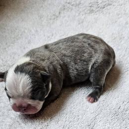 BLUE Male - Blue male Boston Terrier puppy in Elkland, Missouri from Tellier's AKC Boston Terriers Missouri