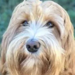 Stella - Assorted Doodle Crosses