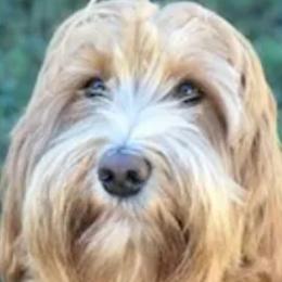 Stella - Assorted Doodle Crosses