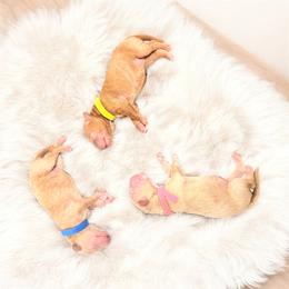 Pink Collar - Cream female Goldendoodle puppy in Valdosta, Georgia from Designer Doodles of South GA