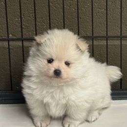 Dallas - White male Pomeranian puppy in Greenville, Georgia from Breezy Hill Poms