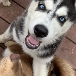 Pomsky Puppies from PomskyParadise