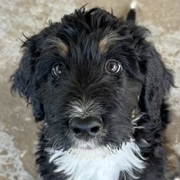 Bernedoodles from Hickory Haven