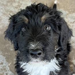 Bernedoodles from Hickory Haven