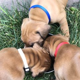Rhodesian Ridgebacks from Penny's Puppies (Rhodesian Ridgeback)
