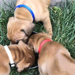 Rhodesian Ridgebacks from Penny's Puppies (Rhodesian Ridgeback)