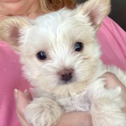 Yorkshire Terrier puppies from Angel Spun Yorkies